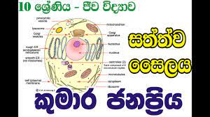 Maybe you would like to learn more about one of these? Animal Cell Grade 10 Science Youtube