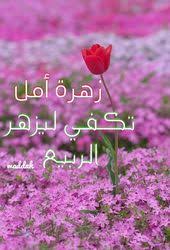 زهرة أمل واحدة تكفي ليزهر الربيع في القلوب مساؤكم أمل spring tulips tulips spring