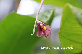 Image result for Marantochloa