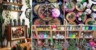 Ver más ideas sobre suculentas, cactus y suculentas, plantas suculentas. Nombres Y Fotos De Cactus Facilisimo Com