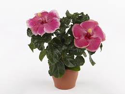 Image result for Hibiscus torrei