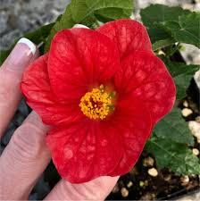 Image result for Abutilon lauraster