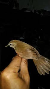 Bulu burung merak jantan lebih indah dibandingkan dengan burung merak betina. 26 Beautiful Burung Flamboyan Betina Burung
