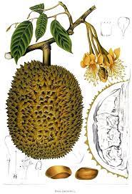 Siapa kata daun durian tiada gunanya. Durio Zibethinus Wikipedia