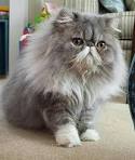 Persian cat - Wikipedia