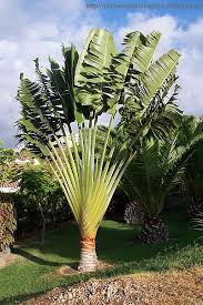 Image result for Ravenala madagascariensis