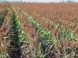 Sorghum Growing In Popularity In Arkansas American Sorghum Sorghum Warm Season Grass Pigweed