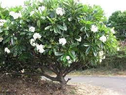 Pin By Jeannette Dorfman On Tropical Poolside Garden Plants Frangipani Plumeria Pudica Plumeria