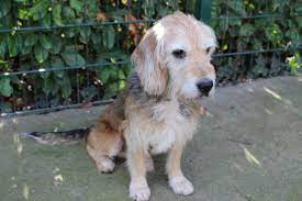 Doggy Help Animals