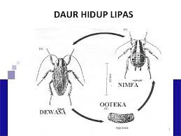Kumpulan foto jempol gambar profile label gambar jempol 10 animasi tahun baru islam muharram 1440. Lipas Upik Kesumawati Hadi Bagian Parasitologi Dan Entomologi