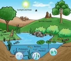 Image Result For Pond Ecosystem Ecosystems Ecosystems Projects Science Camp