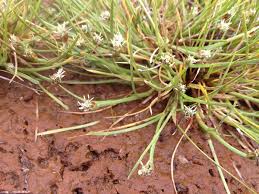 Image result for Isolepis costata