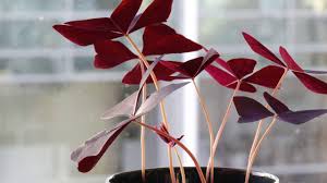 Bökù wâ ÿariçhiñ bįcchī ńo osû dà yo. Digging Into The Weedy Wonderful World Of Oxalis Or False Shamrock Plants A Natural Curiosity