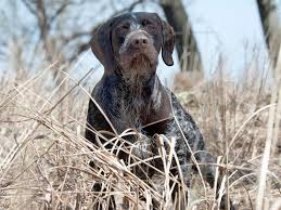 Pin On Hunting Dogs