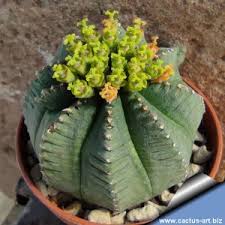 Claim your company profile to access trustpilot's free business tools and start getting closer to your customers today! Cactus Art Nursery Catalogue Index