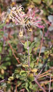 Image result for Caprifoliaceae