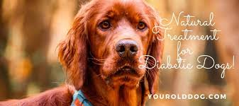 Receiving a diagnosis that your dog is diabetic can feel overwhelming for many dog lovers. The Diabetic Dog Natural Treatment Plan For Insulin Control