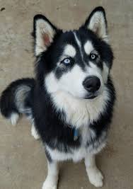 Black And White Husky Shepherd Mix Beautiful Black And White Siberian Husky White Siberian Husky Black Siberian Husky White Husky