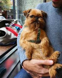 $22.99 usd buy it now. 16 Things You Didn T Know About Brussels Griffons Barkpost