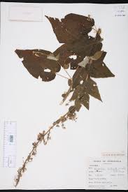 Image result for Wissadula