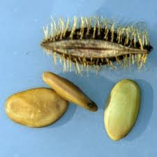 Image result for Mimosa pigra