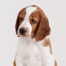 To furnish guidelines for breeders who wish to maintain the quality of their breed and to improve it; Pin Pa Lovely Welsh Springer Spaniel