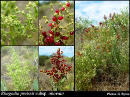 Image result for Rhagodia