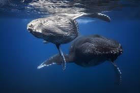 Vpechatlyayushaya Podvodnaya Fotosemka Gorbatyh Kitov Francuza Gabi Baratyu Whale Whale Photo Humpback Whale