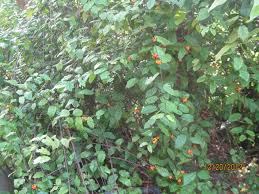 Image result for Turraea robusta