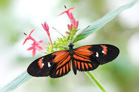 Passion Flower Butterfly Beautiful Butterflies Passion Flower Butterfly