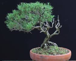 Image result for rosemary bonsai