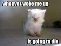 Image result for funny animals pictures with captions