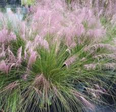 Its tolerant of low water, poor soil and high humidity. Muhly Grass Florida Nursery Mart