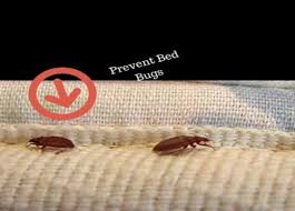 Check spelling or type a new query. Moma Baby Etc Know About Bed Bug Bites In Kids