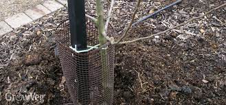Just be sure to rake away the excess mulch material once the temperatures warm up in the spring. Winter Care For Fruit Trees