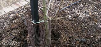 Young trees (one to five years old) should be watered throughout the year, until the soil freezes. Winter Care For Fruit Trees