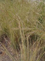 Image result for Hyparrhenia tamba