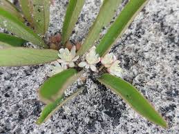 Image result for Basananthe longifolia