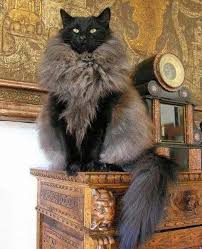 Pin On Kedi Kedi Miyav Dedi