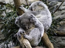 Image result for koala
