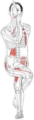Eagle Pose Garuda The Name Of A Fierce Bird Of Prey The Vehicle Vahana Of The Hindu God Vishnu Usually Described As Eagle Pose Yoga Anatomy Yoga Muscles