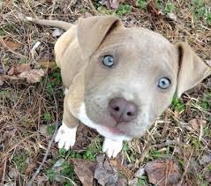 Merle pit bull pups come in all colors and patterns. American Pit Bull Terrier Dog Breed Information And Pictures