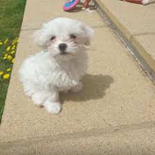 Pet stores have been opened up all over the world so as to supply the necessary pet products required in order to enable the owners to take better care of them. Pet Supplies Maltese Puppies