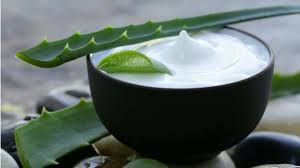 aloe vera ile ilgili görsel sonucu