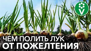 почему желтеет перо у лука и как с этим бороться Zhelteet Pero Luka Ispravte Vse V Moment Youtube V 2020 G Sad Ogorod Organicheskoe Sadovodstvo