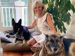 The bidens have a younger german shepherd, major, whom they adopted in 2018. Champ And Major Biden With Champ And Major Dogs Set For White House Comeback The Economic Times