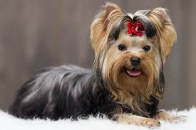 Do Yorkshire Terriers Shed What To Expect Stop My Dog Shedding