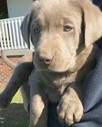 We did not find results for: Nashville Dogs For Sale