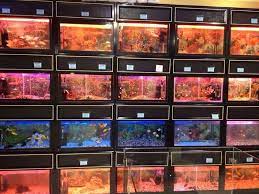 Our store stocks everything for all of your pet and aquatic requirements. A Wide Variety Of Fish And Aquariums Available At Kangar Pet Shop In Dubai Silicon Oasis For More Information On Our Fish Our Aq Dubai Shopping Pet Shop Pets