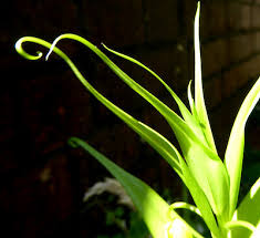 Image result for Littonia modesta